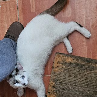 LUNO | Raza Snowshoes | Perdido