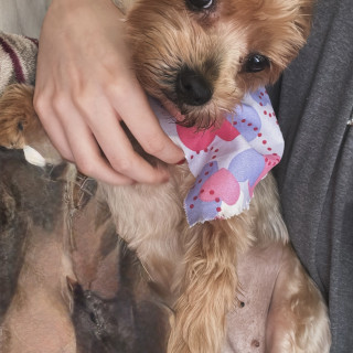 NINA | Raza Yorkshire Terrier (Yorkie) | Final Feliz