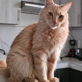 Foto de SIMBA
