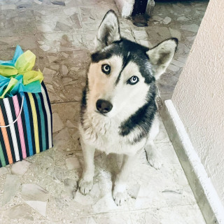 KIMBA | Raza Husky Siberiano | Final Feliz