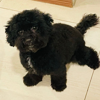 MÍA | Raza French Poodle | Final Feliz