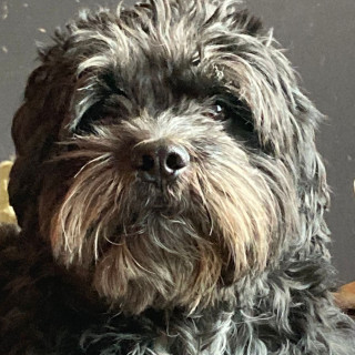 GROGU | Raza Shih Tzu  | Final Feliz