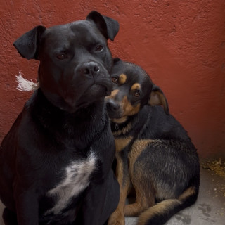  | Raza American Pitbull Terrier y Mestizo | Encontrado