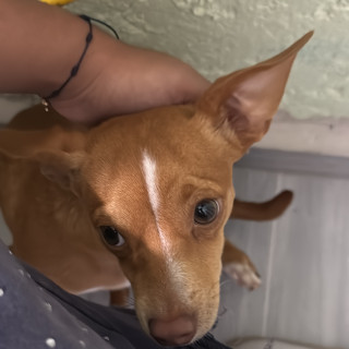 COOKIE | Raza Mestizo, cruza de Chihuahua | Perdido