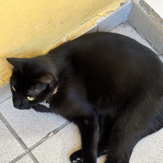 ANUBIS | Raza Bombay | Perdido