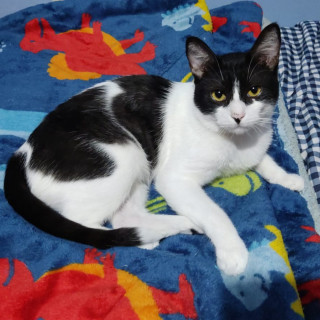 GATITO | Raza Doméstico Américano de Pelo Corto | Perdido