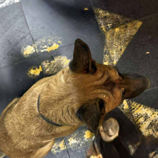  | Raza Mestizo, cruza de Pastor Belga Malinois | Final Feliz