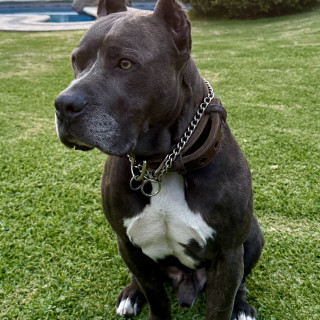 Foto de DYRON
