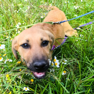 CANELA | Raza Mestiza | En Adopción