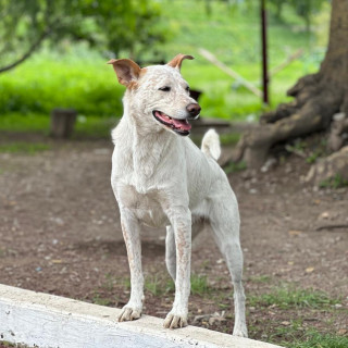 NALA | Raza Mestiza | Perdida