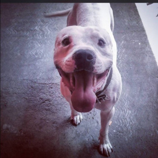 IBRA | Raza American Pitbull Terrier | Final Feliz
