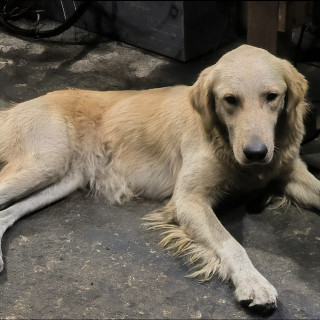 COCO | Raza Golden Retriever  | Perdido