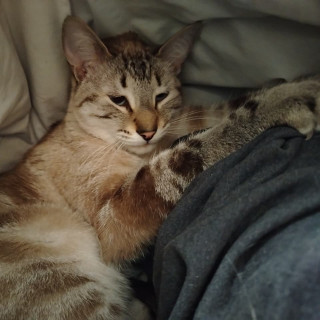 LAYLA | Raza Aslan o Siamés Moderno Punto Tabby | Perdido