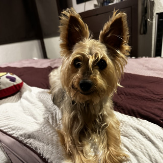  | Raza Yorkshire Terrier (Yorkie) | Encontrada