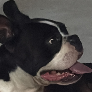 CHALINO | Raza Boston Terrier  | Perdido