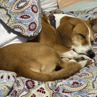 POPEYE | Raza Mestizo, cruza de Beagle | Final Feliz