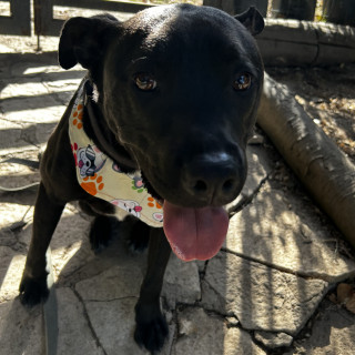 JACK | Raza Mestizo, cruza de American Pitbull Terrier | En Adopción
