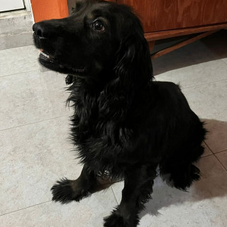 FRODO | Raza Mestizo, cruza de Cocker Spaniel con Labrador | Perdido