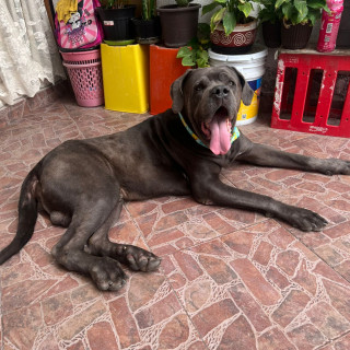 HERMOSO PELUDITO | Raza Mestizo, cruza de American Pitbull Terrier con Gran Danés | En Adopción