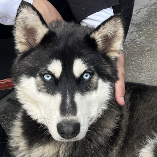  | Raza Husky Siberiano | Final Feliz