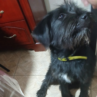  | Raza Mestizo | Encontrado