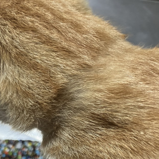  | Raza Doméstico Américano de Pelo Corto | Encontrada