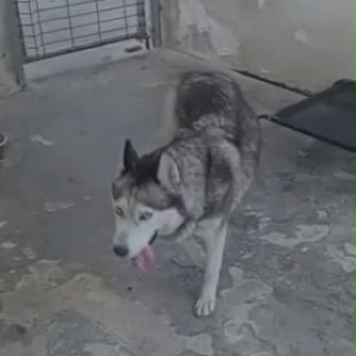  | Raza Husky Siberiano | Encontrada