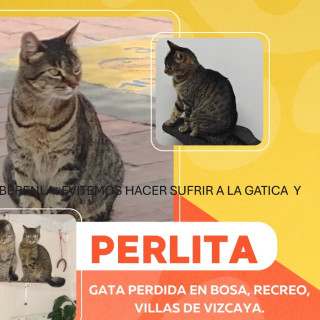 PERLITA | Raza Doméstico Américano de Pelo Corto | Perdida