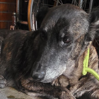  | Raza Pastor Holandés o Dutch Sheperd | Encontrado