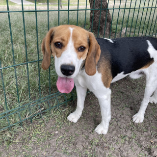 MILO | Raza Beagle | Final Feliz