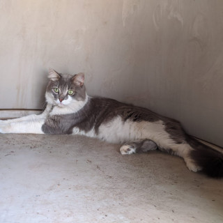 MICKEY | Raza Doméstico Americano de pelo semilargo | Perdido