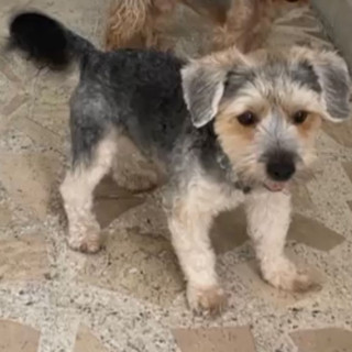 TONAYITA O TONA | Raza Mestizo, cruza de Schnauzer | Perdido