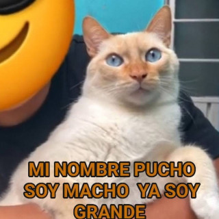 PUCHO | Raza Aslan o Siamés moderno, punto flama | Perdido