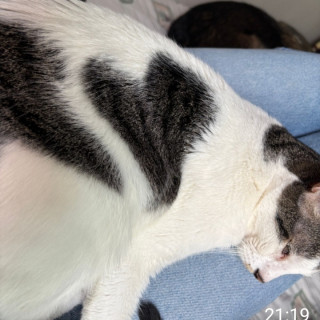 MATEO | Raza Doméstico Américano de Pelo Corto | Perdido