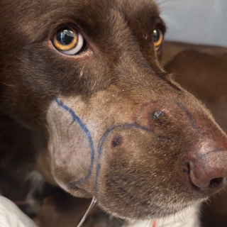 MOKA | Raza Mestiza, cruza de Labrador | Perdida