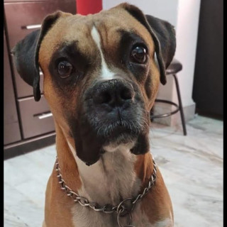 Foto de LOGAN