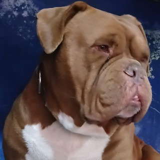 FREDDY | Raza Dogo de Burdeos o Mastín Francés | Perdido