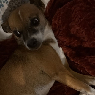 JUNIOR | Raza Chihuahua | Perdido