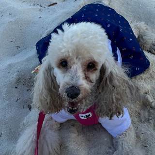 BELLA | Raza French Poodle o Caniche | Perdida