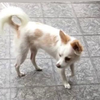 BENITO | Raza Mestizo, cruza de Chihuahua | Perdido