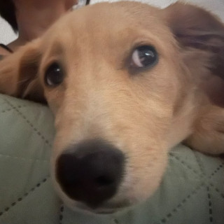 TITA | Raza Golden Retriever  | Final Feliz