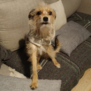 CARIÑO | Raza Mestiza, cruza de Yorkshire Terrier,  (Yorkie) | Final Feliz