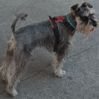 PIMIENTA | Raza Schnauzer | Perdida