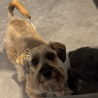 REXY | Raza Schnauzer | Final Feliz