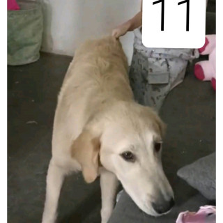 COCO | Raza Golden Retriever  | Perdido