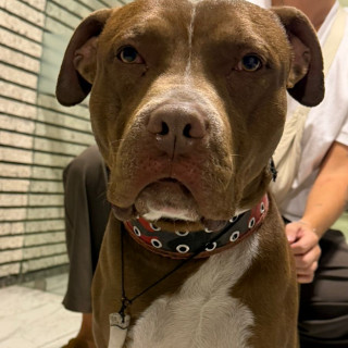  | Raza American Pitbull Terrier | Final Feliz