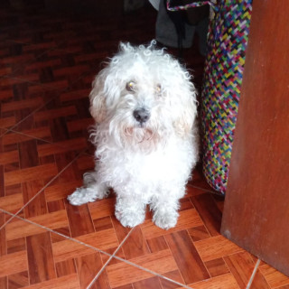 DIEGO | Raza French Poodle o Caniche | Perdido