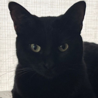 NIÑA | Raza Bombay | Perdida