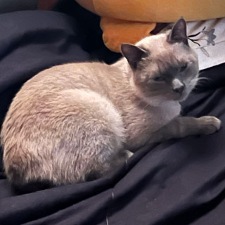MAGNUS | Raza Mekong Bobtail o Colicorto del Mekong | Perdido