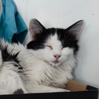 CUQUI | Raza Doméstico Américano de Pelo Largo | En Adopción